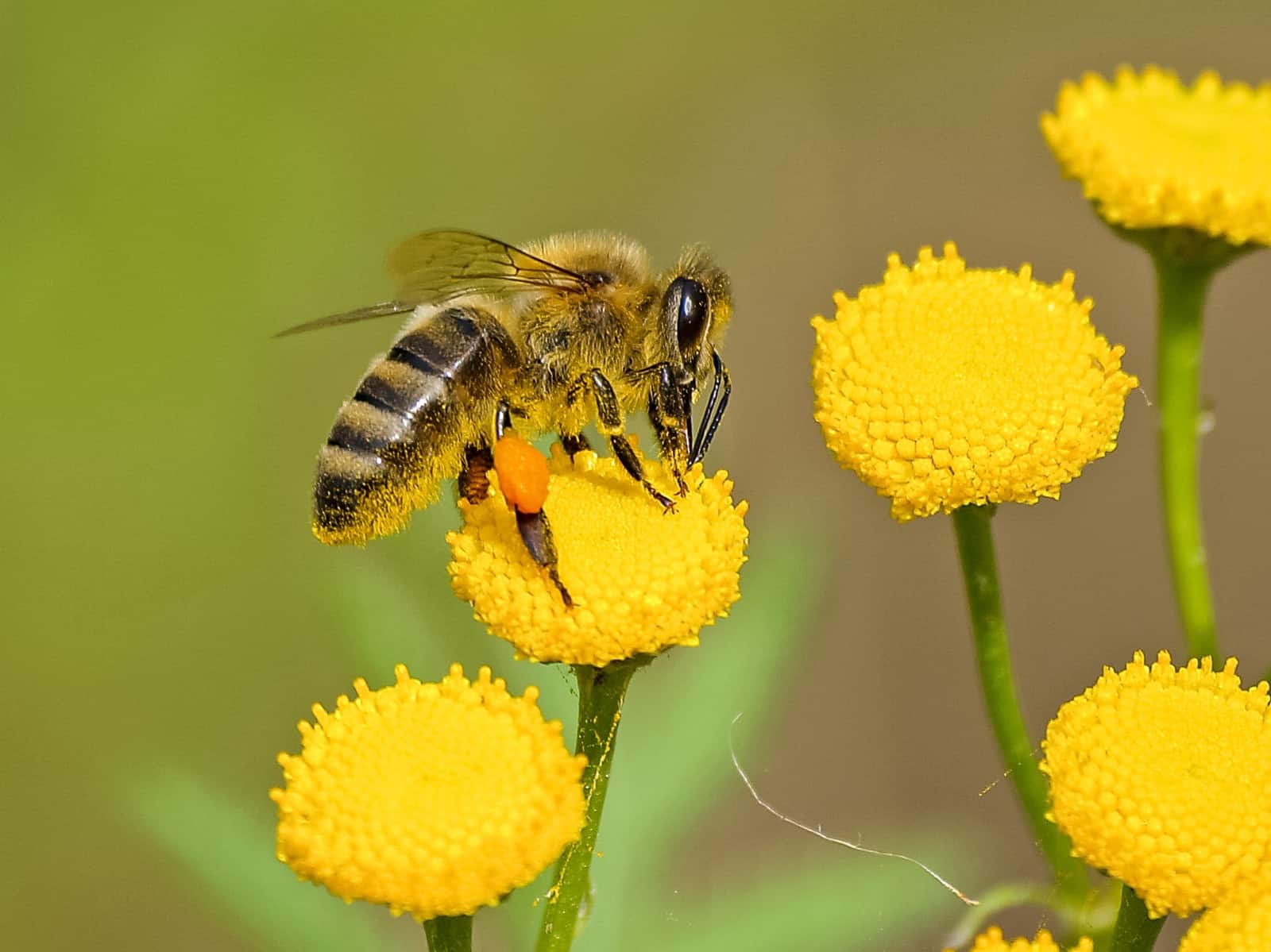 ¿Qué significa soñar con abejas según la Biblia?